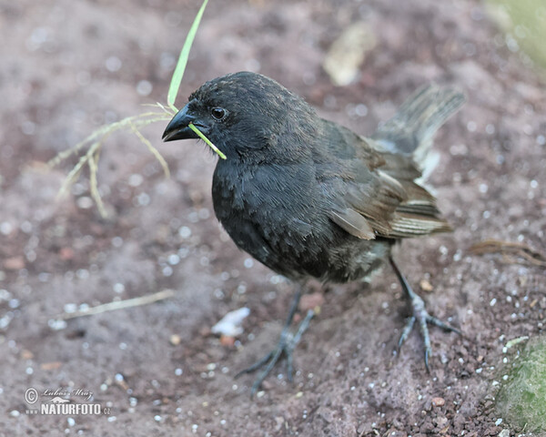 Medium Ground-Finch (Geospiza fortis)