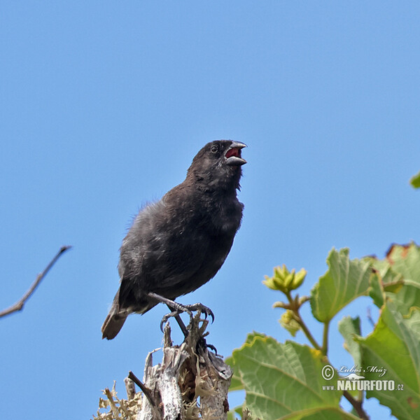 Medium Ground-Finch (Geospiza fortis)