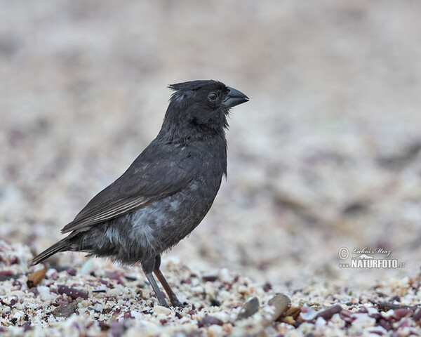 Medium Ground-Finch (Geospiza fortis)