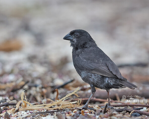 Medium Ground-Finch (Geospiza fortis)