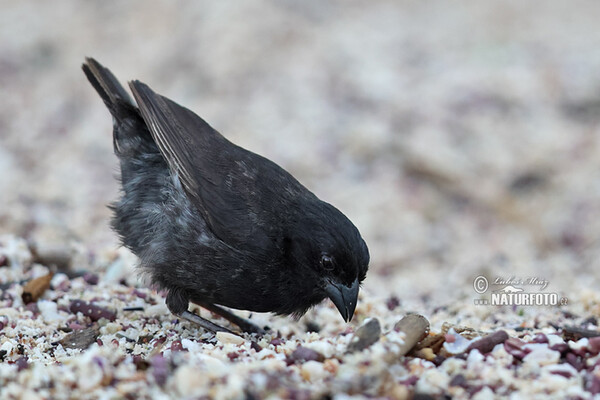 Medium Ground-Finch (Geospiza fortis)