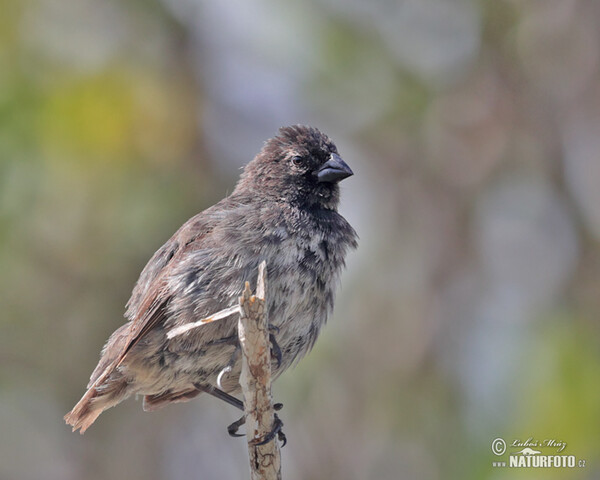 Medium Tree-Finch (Camarhynchus pauper)