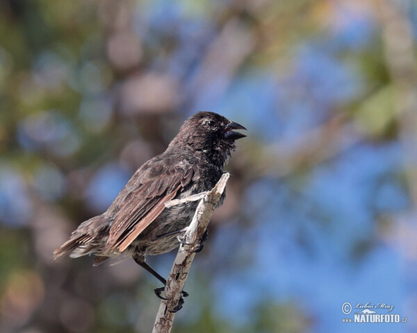 Medium Tree-Finch (Camarhynchus pauper)