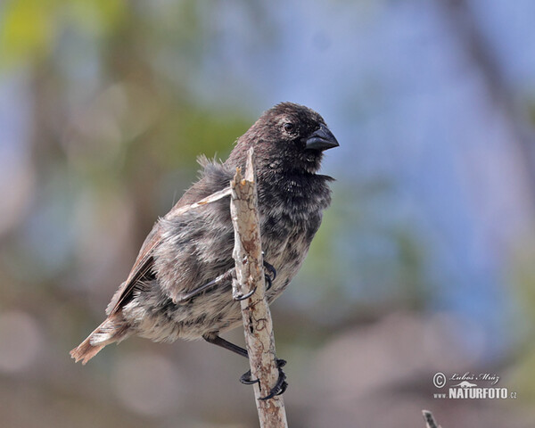 Medium Tree-Finch (Camarhynchus pauper)