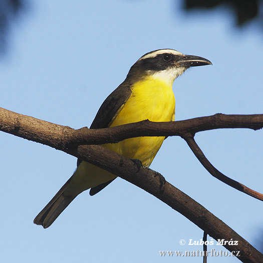 Megarhynchus pitangua