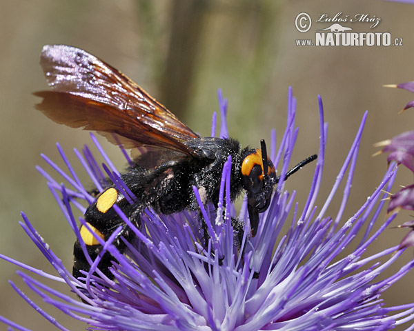 Megascolia maculata