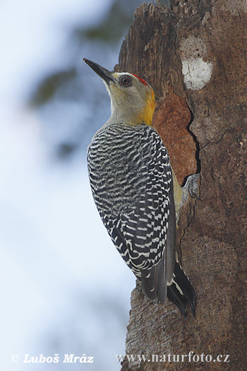 Melanerpes hoffmannii