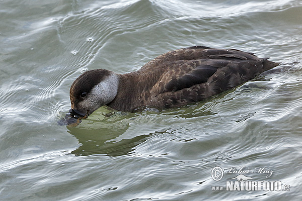 Melanitta nigra