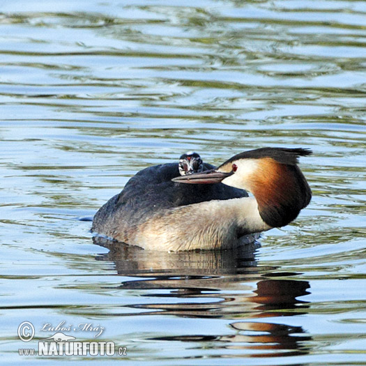 Mergulhão-de-crista