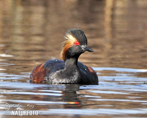 Mergulhão-de-pescoço-preto