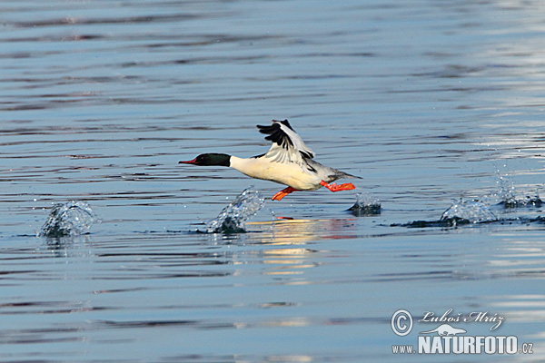 Mergus merganser