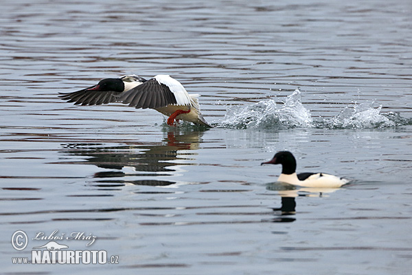 Mergus merganser