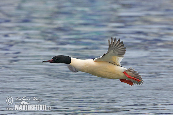 Mergus merganser