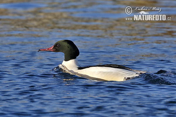 Mergus merganser