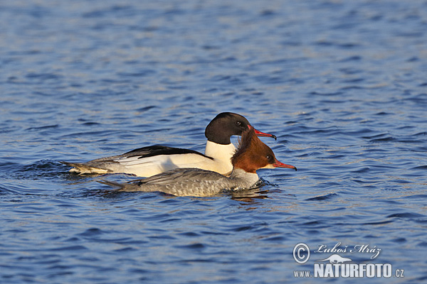 Mergus merganser