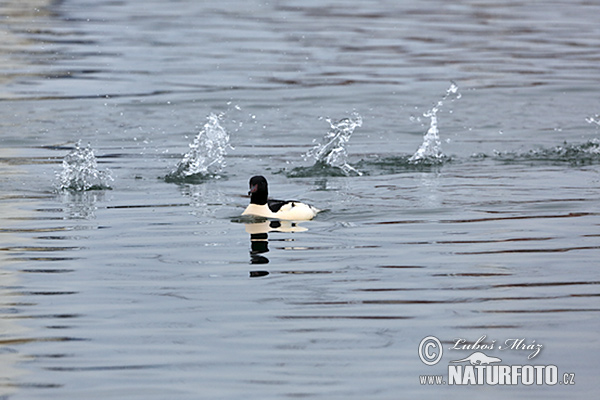 Mergus merganser