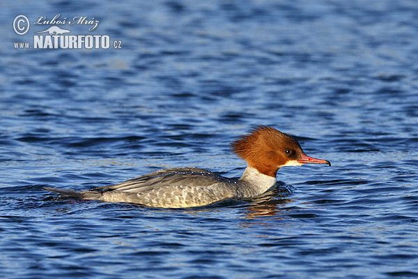 Mergus merganser