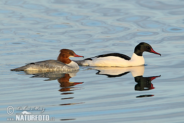 Mergus merganser