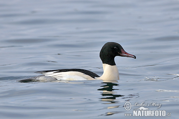 Mergus merganser