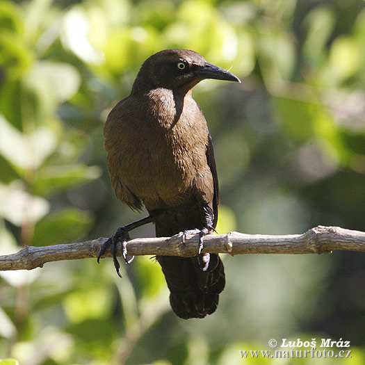 Merla mexicana