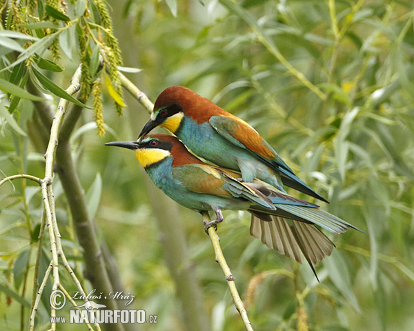 Merops apiaster