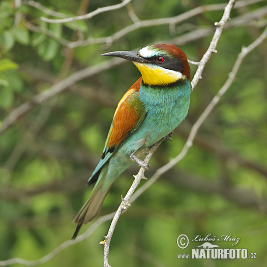 Merops apiaster