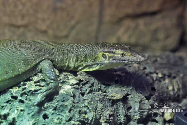 Mertens´s Water Monitor (Varanus mertensi)