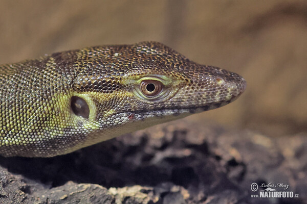 Mertens´s Water Monitor (Varanus mertensi)