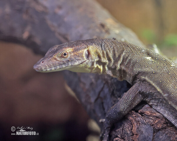 Mertens´s Water Monitor (Varanus mertensi)