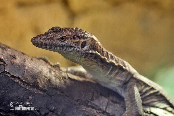 Mertens´s Water Monitor (Varanus mertensi)