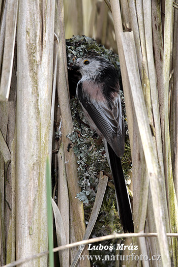 Mésange à longue queue