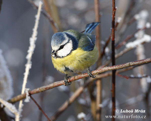 Mésange bleue