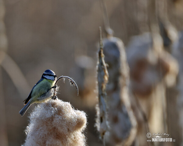 Mésange bleue