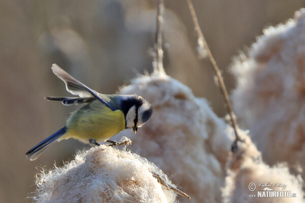 Mésange bleue