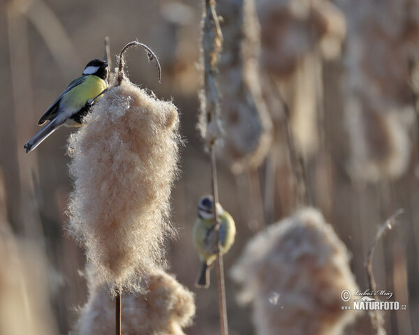 Mésange charbonnière