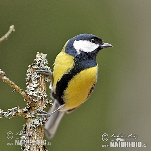 Mésange charbonnière