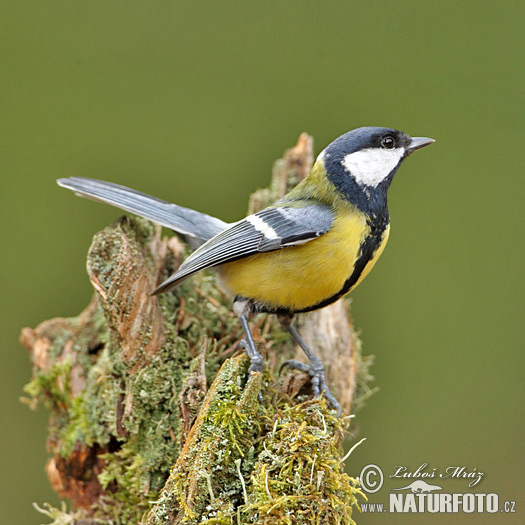 Mésange charbonnière