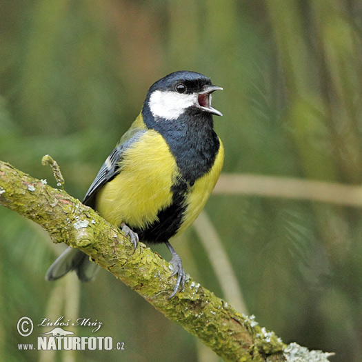 Mésange charbonnière