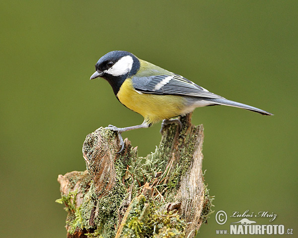 Mésange charbonnière