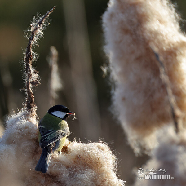 Mésange charbonnière