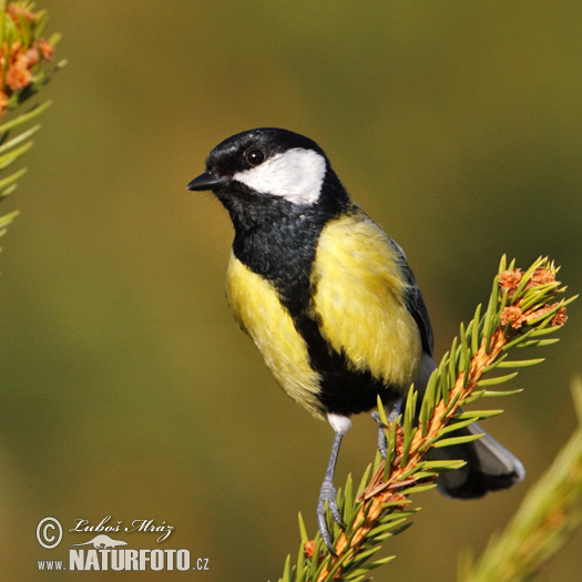 Mésange charbonnière