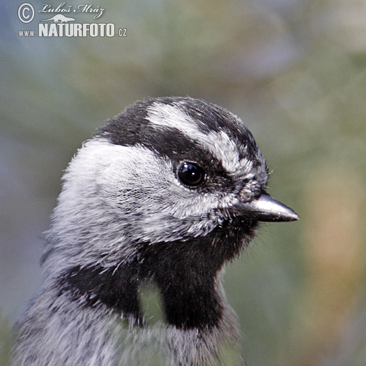 Mésange de Gambel