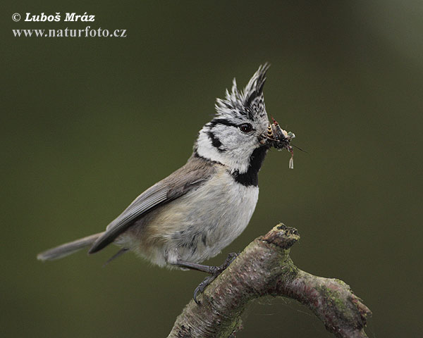 Mésange huppée