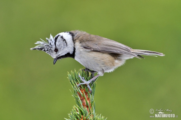 Mésange huppée