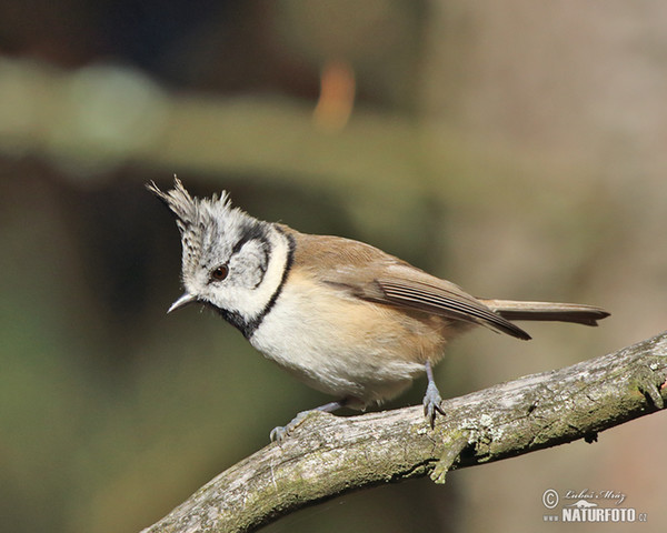 Mésange huppée