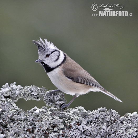 Mésange huppée