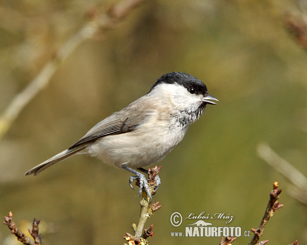 Mésange nonnette