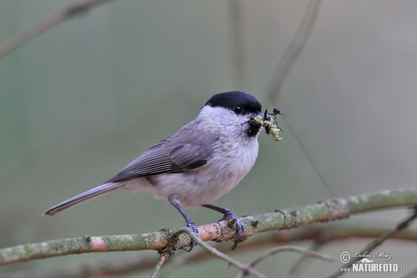 Mésange nonnette