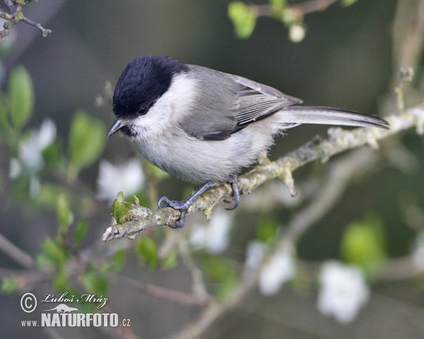 Mésange nonnette