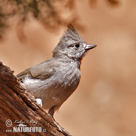 Mésange unicolore